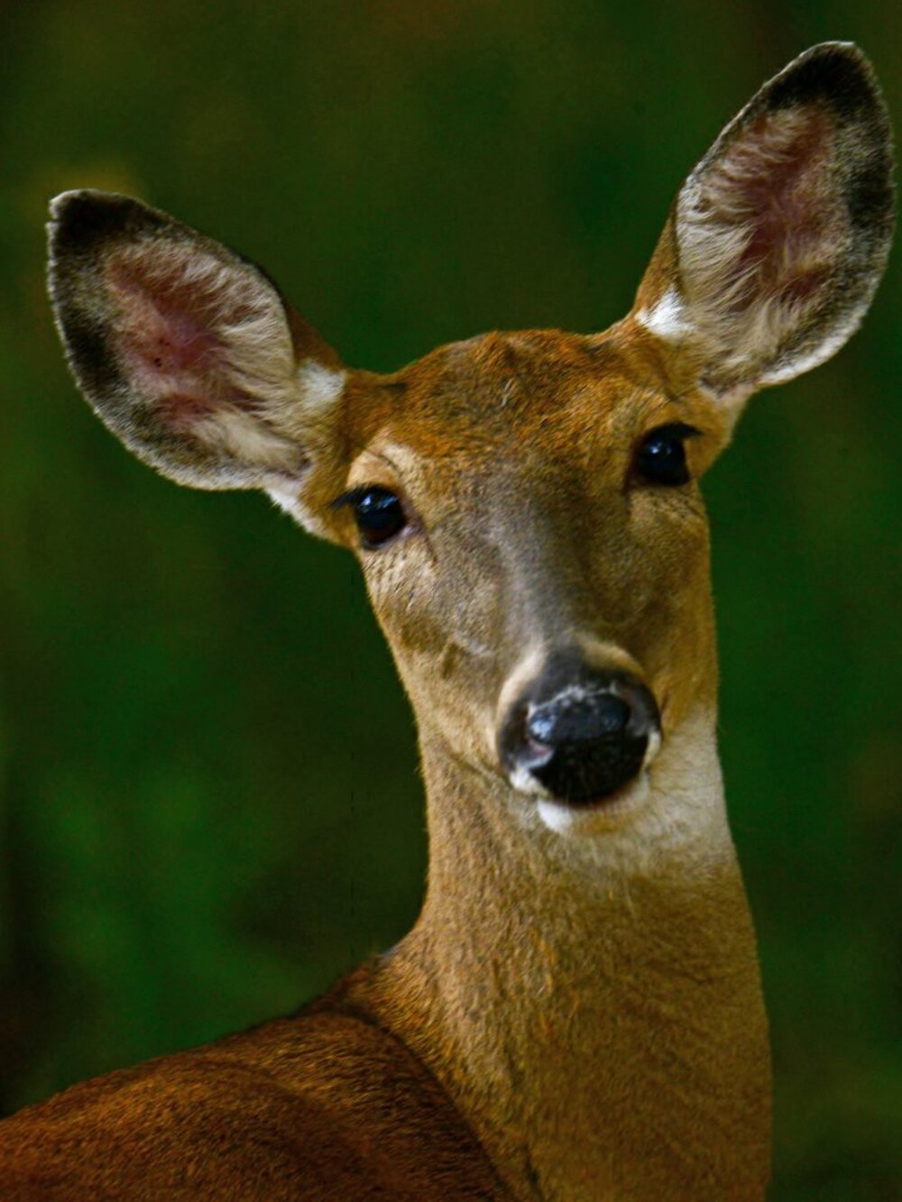 Deer Photo Print